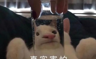 难搞文案沙雕，难搞文案沙雕句子
