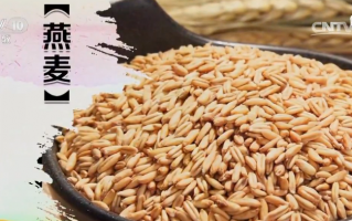 燕麦恶搞视频，燕麦恶搞视频大全