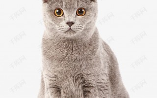 猫咪短剧本素材，猫短视频剧本