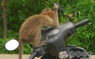 镜子恶搞狗视频大全，镜子恶搞狗视频大全下载